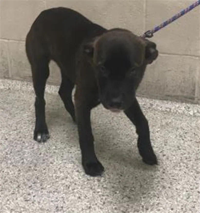 Olive Oyl - American Pit Bull Terrier