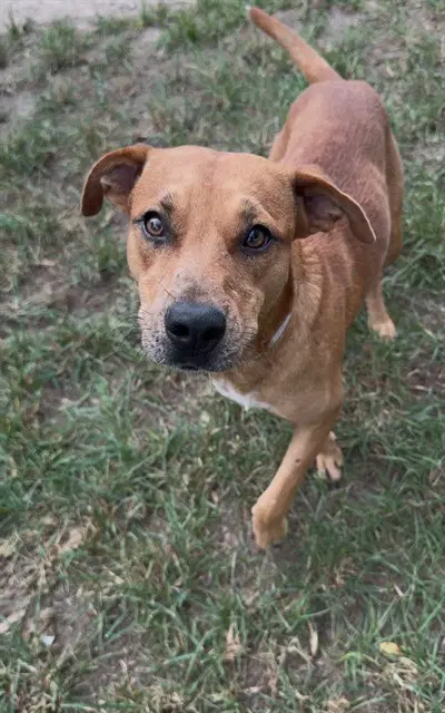 Lenny - Black Mouth Cur