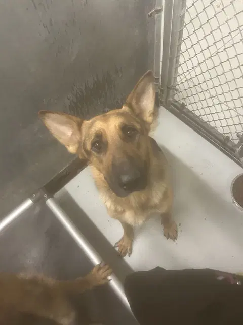 Chanel - German Shepherd Dog
