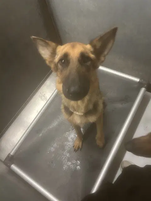 Dior - German Shepherd Dog