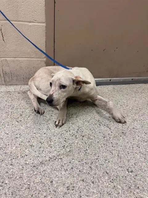 Prudence - Australian Cattle Dog/Blue Heeler