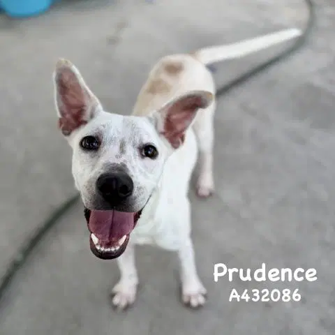 Prudence - Australian Cattle Dog/Blue Heeler