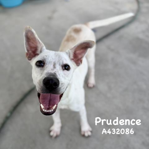 Prudence