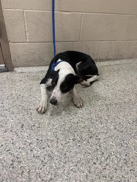 Pandora - Australian Cattle Dog/Blue Heeler