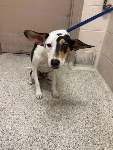 Peony - Australian Cattle Dog/Blue Heeler