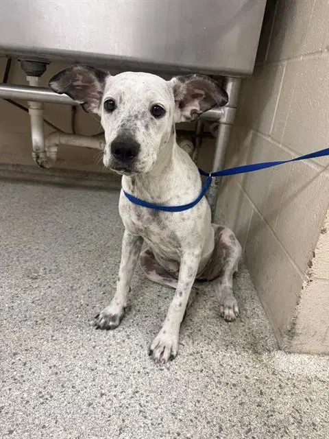 Diamond - Australian Cattle Dog/Blue Heeler