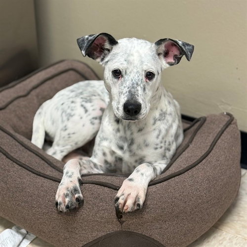 DIAMOND, a dog for adoption from Montgomery County Animal Service Center