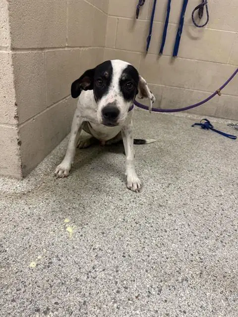 Poindexter - Australian Cattle Dog/Blue Heeler