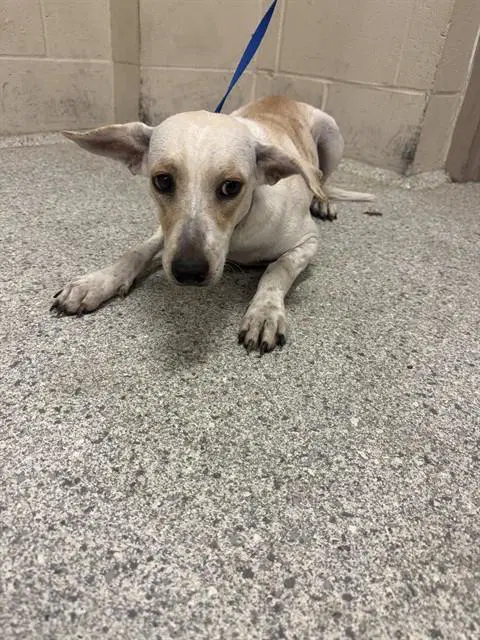 Pearl - Australian Cattle Dog/Blue Heeler