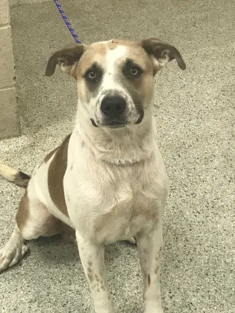 Pogo - Anatolian Shepherd