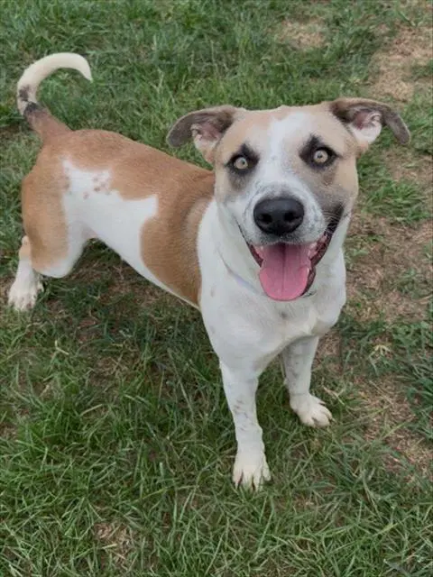 Pogo - Anatolian Shepherd
