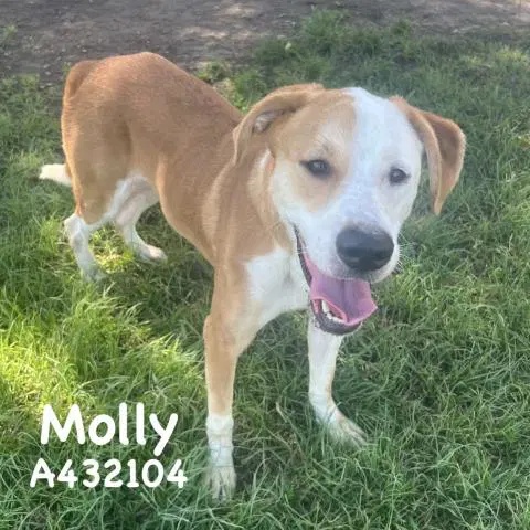 Molly - Labrador Retriever