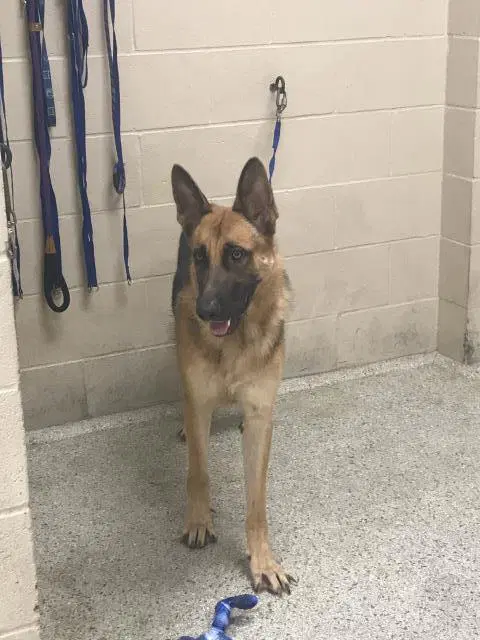 Houston - German Shepherd Dog