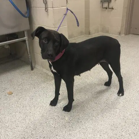 Starla - Labrador Retriever