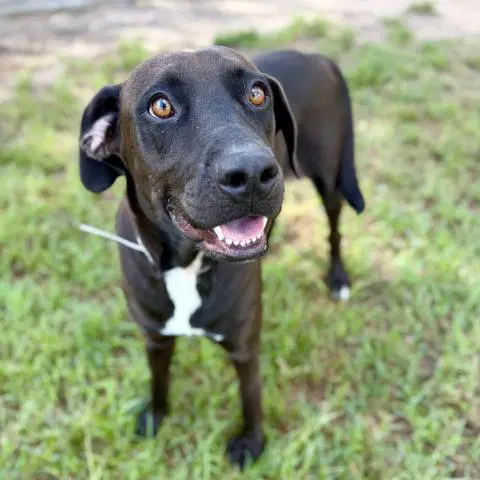 Starla - Labrador Retriever