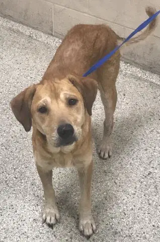 Jazz - Labrador Retriever