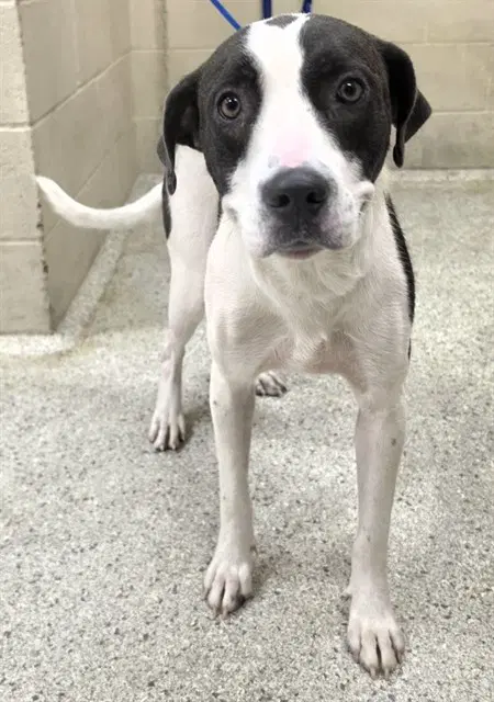 Trixie - Pit Bull Terrier