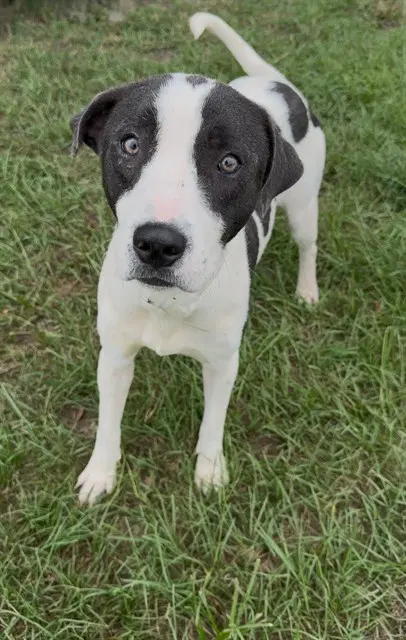 Trixie - Pit Bull Terrier