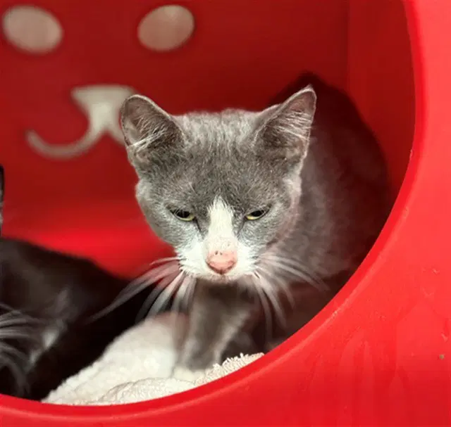Acorn - Domestic Short Hair