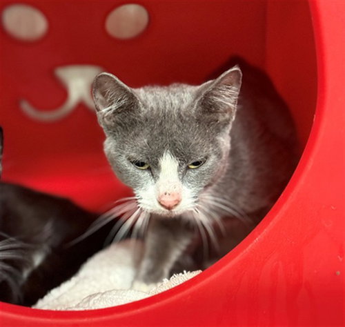 picture of the cat needing adoption
