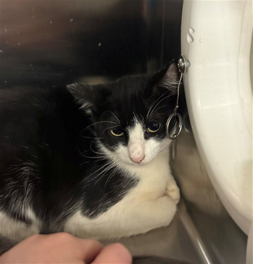 picture of the cat needing adoption