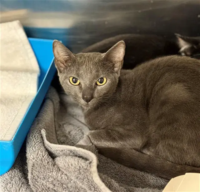 Spinach - Domestic Short Hair