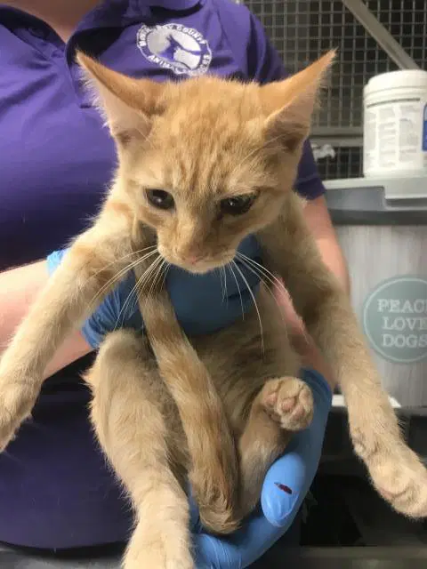 Unknown - Domestic Short Hair