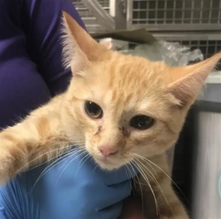 Unknown - Domestic Short Hair