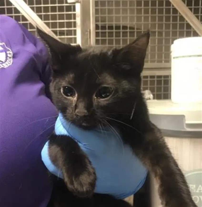 Unknown - Domestic Short Hair