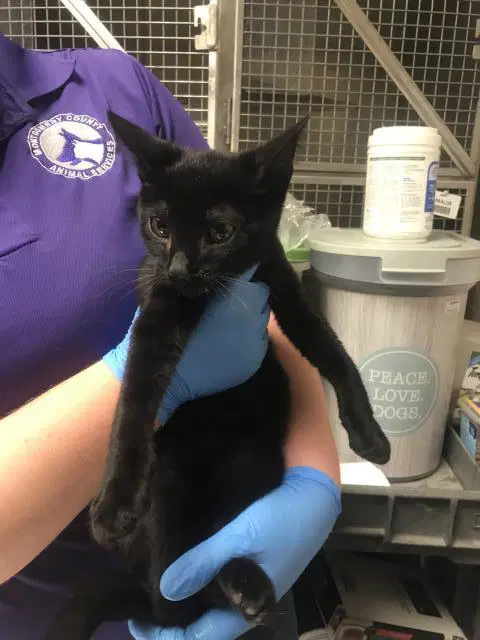 Unknown - Domestic Short Hair