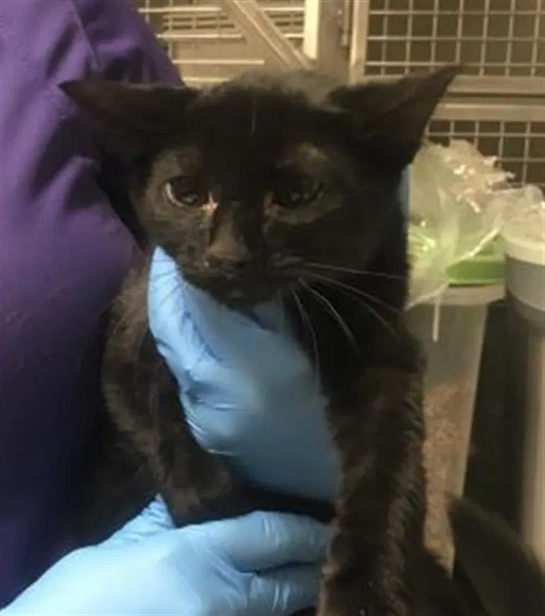 Unknown - Domestic Short Hair