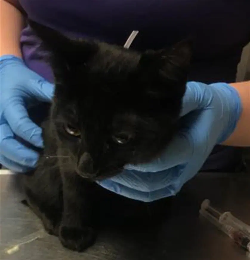 Unknown - Domestic Short Hair
