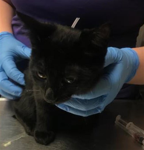 picture of the cat needing adoption
