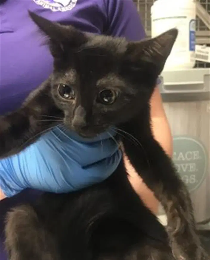 Unknown - Domestic Short Hair