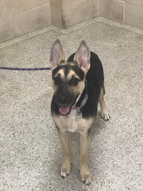 Vivian - German Shepherd Dog