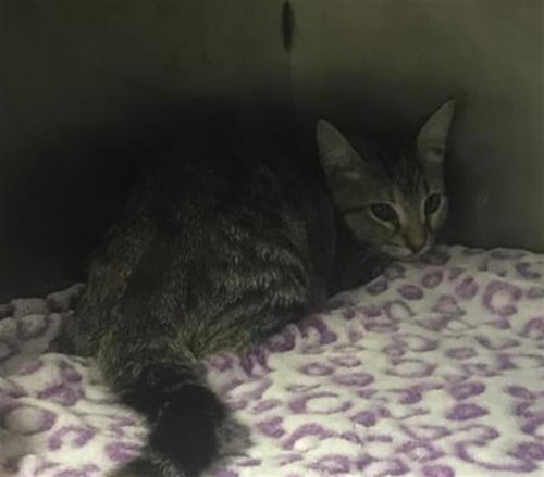 picture of the cat needing adoption
