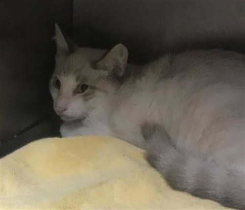 picture of the cat needing adoption
