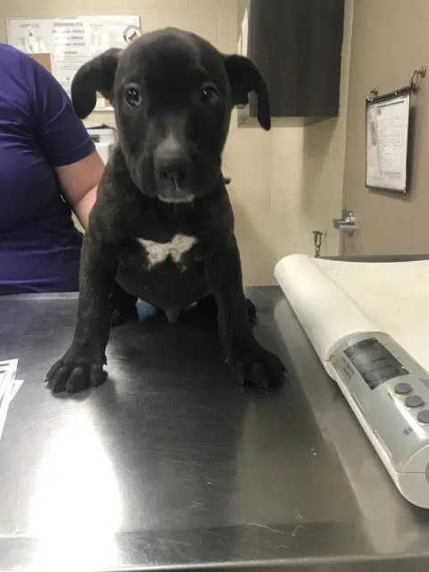 Spike - Pit Bull Terrier