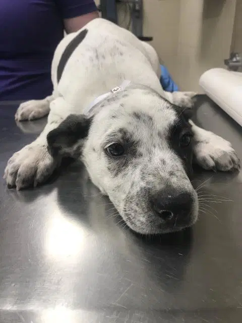 Ducky - Pit Bull Terrier