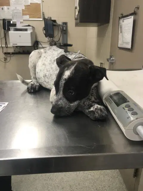 Rooter - Pit Bull Terrier