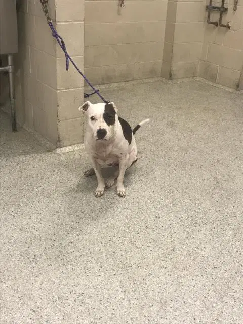 Rosie - American Pit Bull Terrier