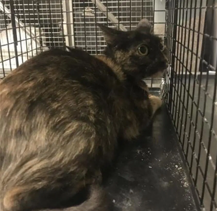 Nala - Domestic Short Hair