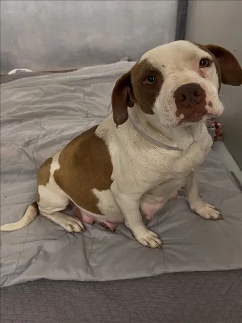 Zinnia - Pit Bull Terrier