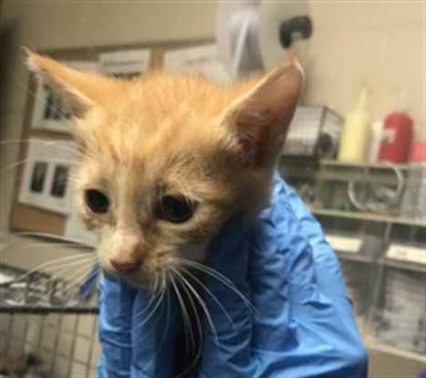picture of the cat needing adoption