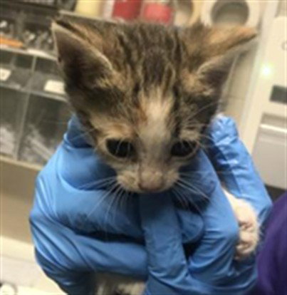 picture of the cat needing adoption
