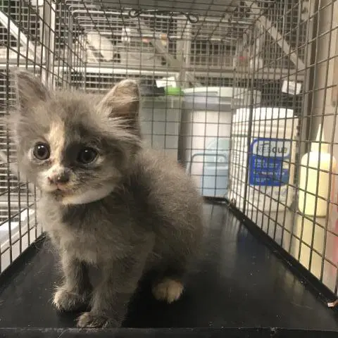 Dusty - Domestic Short Hair