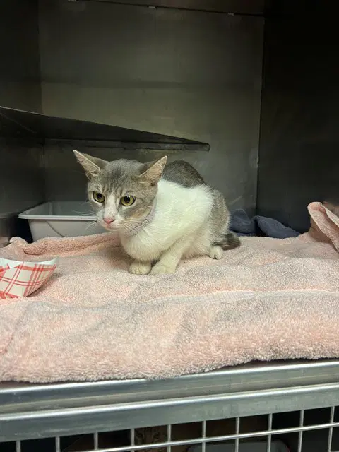 Unknown - Domestic Short Hair