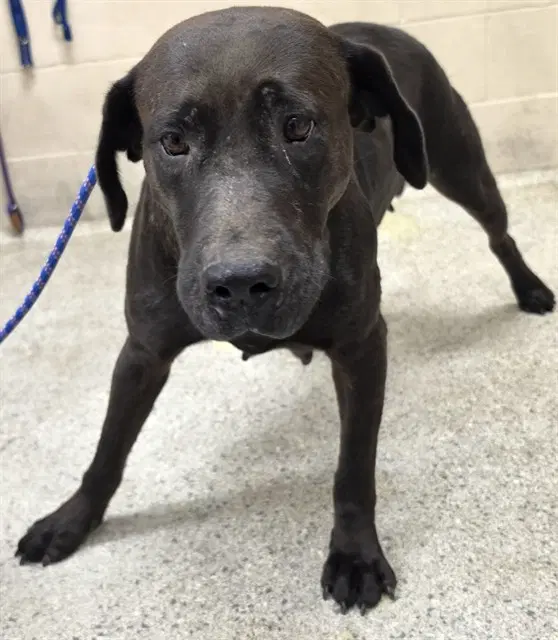 Unknown - Labrador Retriever