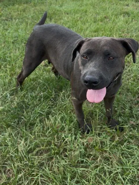 Unknown - Labrador Retriever