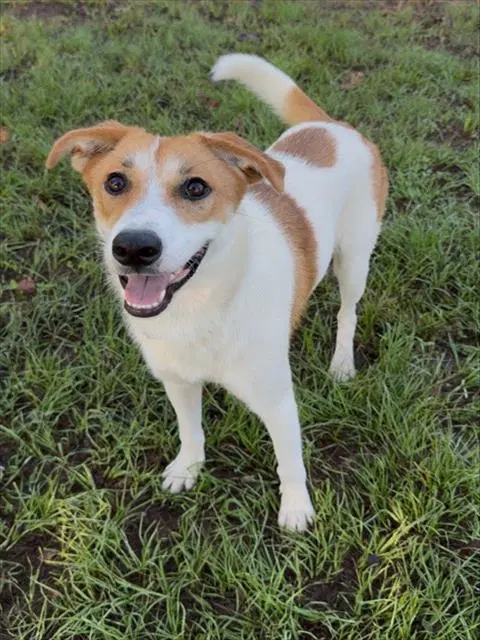 Unknown - Jack Russell Terrier (Parson Russell Terrier)